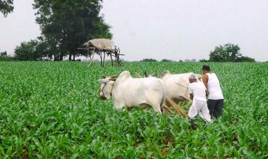 प्रदेश की शिवराज सरकार द्वारा किसानों को एक और बड़ी राहत.....