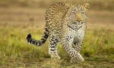 वन्य-प्राणियों के अंगों के संबंध में फैली भ्रांतियों से बचें - श्री सिंह