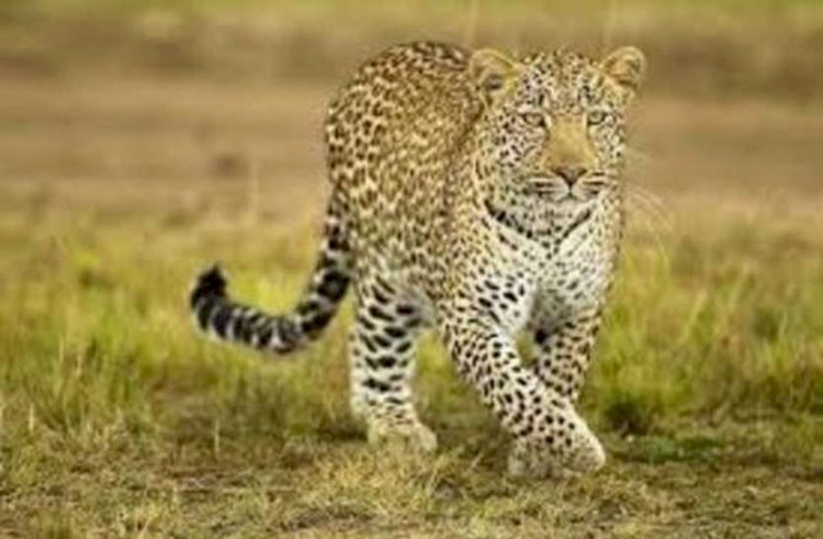 वन्य-प्राणियों के अंगों के संबंध में फैली भ्रांतियों से बचें - श्री सिंह