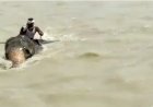 Video : उफनती गंगा नदी में फंसे हाथी और महावत, हाथी ने इस तरह बचाई जान
