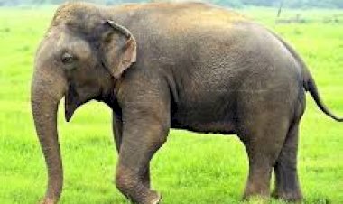 छिंदवाड़ा जिले की सीमा में घूम रहे हाथियों को पकड़ेगा वन विभाग