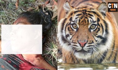 महुआ बीनने गई युवती पर बाघ ने किया हमला, 7 माह में चौथा मामला 