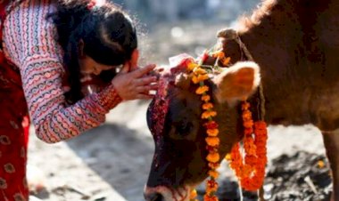 मध्यप्रदेश में गौ-केबिनेट के गठन के आदेश जारी - देखे पूरी खबर 