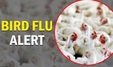 प्रशासन ने बर्ड फ्लू के परिप्रेक्ष्य में मुर्गीपालक एवं मुर्गी व्यवसायियों की बैठक लेकर सतर्क रहने के दिए निर्देश