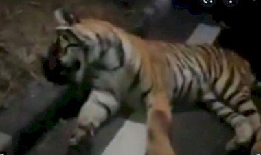 तेज रफ्तार वाहन की टक्कर से बाघ की मौत, जांच में जुटा वन अमला