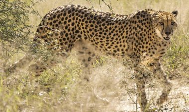 नामीबिया से चीते लाकर उन्हें मध्यप्रदेश के कूनो राष्ट्रीय उद्यान में बसाने का कार्य करेगी सरकार 