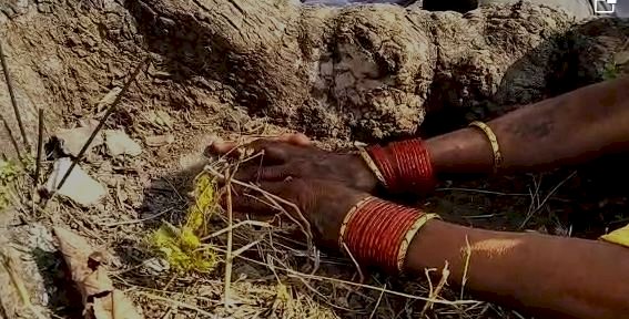 होशंगाबाद , बरगी और अब छिंदवाड़ा में भी महुआ का चमत्कार