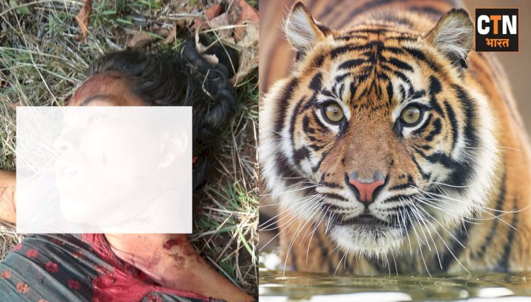 महुआ बीनने गई युवती पर बाघ ने किया हमला, 7 माह में चौथा मामला 