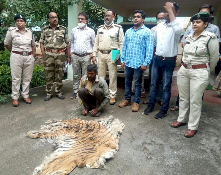 बाघ की खाल के साथ एक धराया, पूछताछ जारी