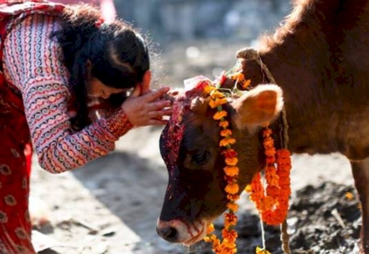 मध्यप्रदेश में गौ-केबिनेट के गठन के आदेश जारी - देखे पूरी खबर 
