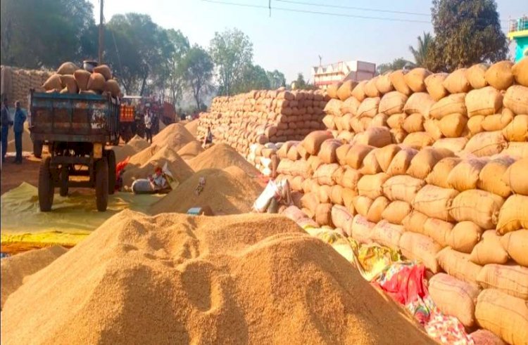 मध्यप्रदेश में आज से समर्थन मूल्य पर धान की खरीदी, ऐसे होगा किसानों को राशि का भुगतान