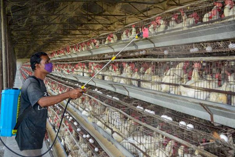 कोरोना के न्यू वेरियंट की दहशत के बाद  Bird Flu की पुष्टि, इस जिले में एक हफ्ते तक मीट पर बैन, अधिकारियों को मिले निर्देश
