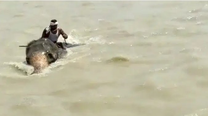 Video : उफनती गंगा नदी में फंसे हाथी और महावत, हाथी ने इस तरह बचाई जान